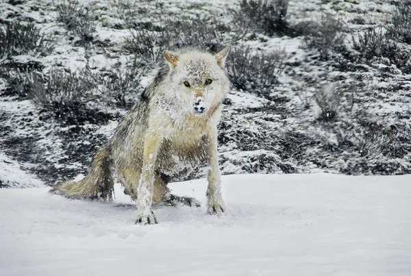 Lince Canadiense Canis Lupus Invierno — Foto de Stock