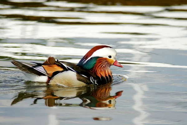 Gros Plan Canard Sauvage — Photo