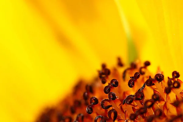 Güzel Çiçekler Çiçek Konsepti — Stok fotoğraf