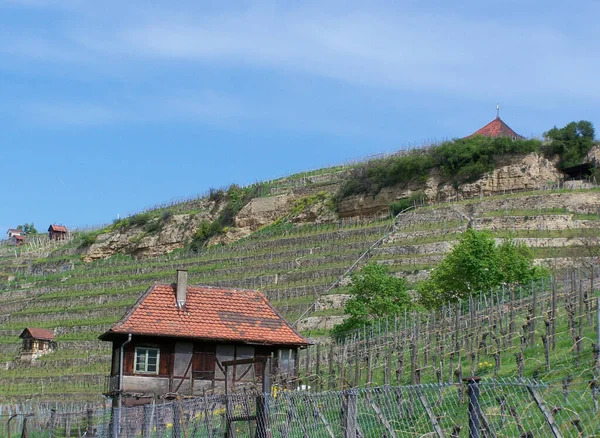 Vinhas Vale Langhe Itália — Fotografia de Stock