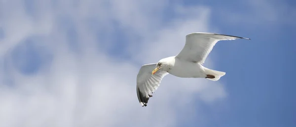Seagull Panoramic Format — Stock Photo, Image