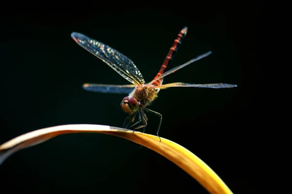 Närbild Insekter Vild Natur — Stockfoto