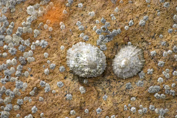 Twee Seapox Rotsen — Stockfoto