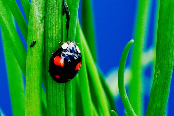 Ladybug Preto Senta Chib — Fotografia de Stock