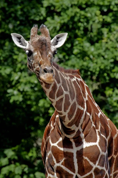 Großaufnahme Von Tier Zoo — Stockfoto