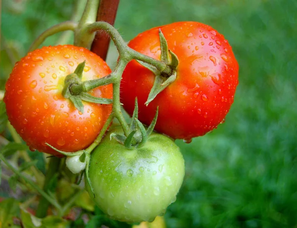 Färska Mogna Ekologiska Tomater — Stockfoto