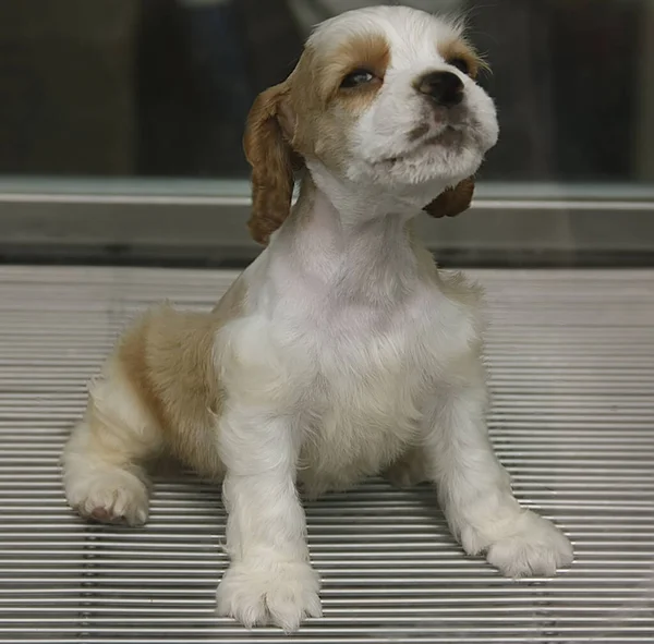 Lucu Anjing Putih Duduk Lantai — Stok Foto