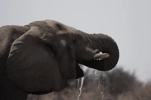 Afrikanischer Elefant Tier Natur Und Fauna — Stockfoto