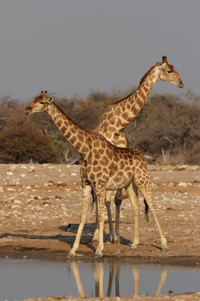 Girafes Savane Animaux Girafes Hautes — Photo