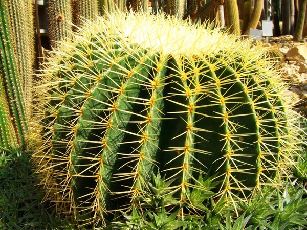 Kaktuspflanze Stachelige Kaktusflora — Stockfoto