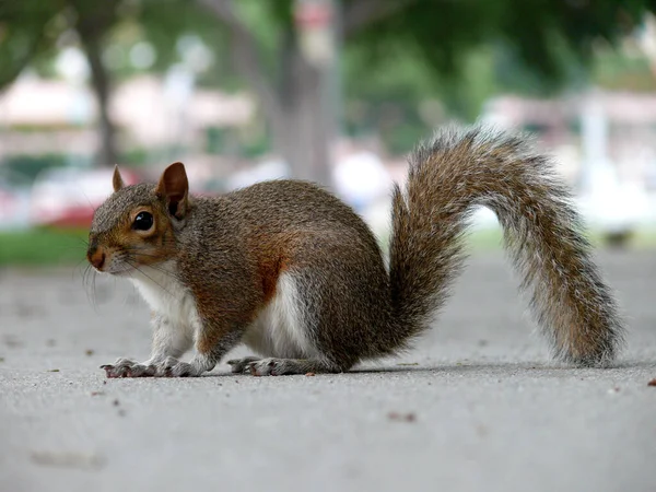 リス動物で面白いげっ歯類 — ストック写真