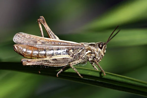 Closeup Macro View Grasshopper Insect — Stock Photo, Image