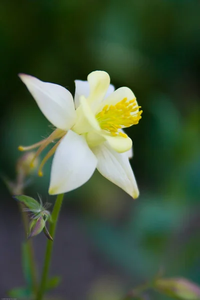 Květní Lístky Columbine Babiččina Kapota Columbine — Stock fotografie