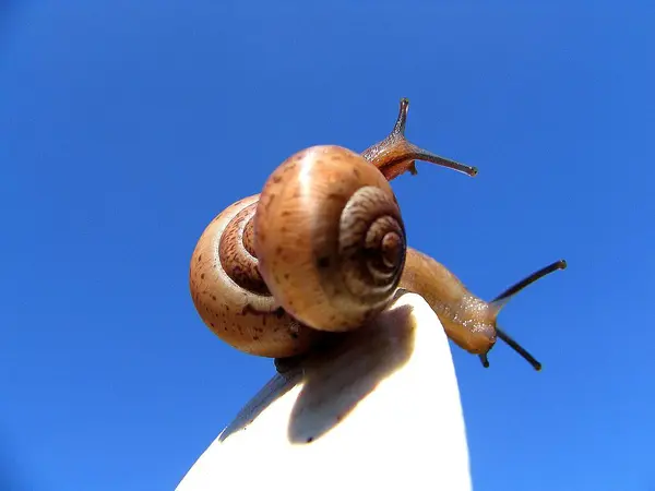 Helix Snail Mollusk Shell Animal — Stock Photo, Image