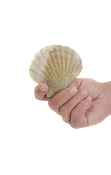 Hand Hält Eine Muschel Isoliert Auf Weißem Hintergrund — Stockfoto
