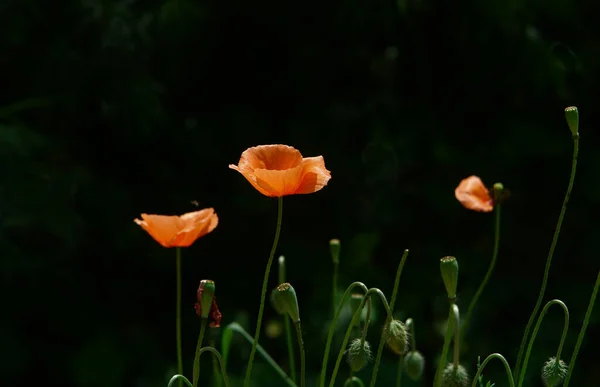 Field Flora Poppy Glower Botany Concept — Stock Photo, Image