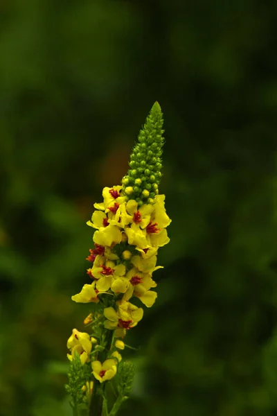 Close Van Een Groene Plant Tuin — Stockfoto