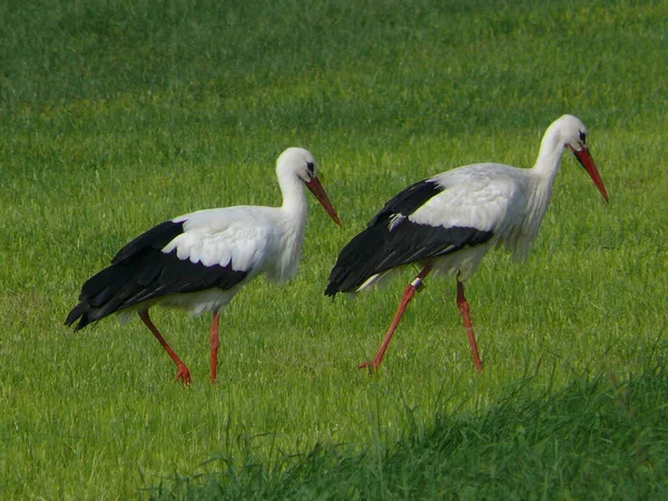 Vacker Utsikt Över Vackra Stork Fåglar Naturen — Stockfoto