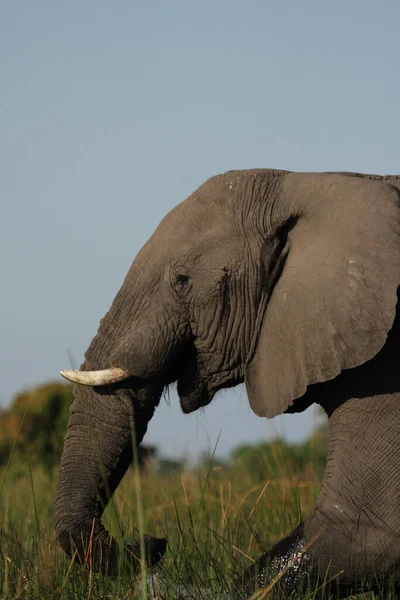 Éléphant Dans Delta Okavango Botswana — Photo