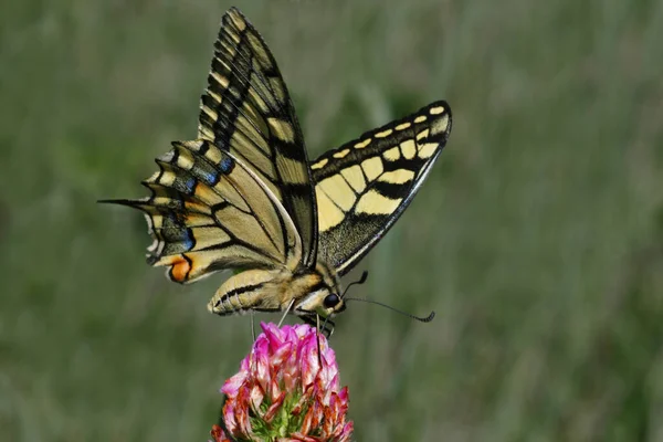 Közelkép Kilátás Gyönyörű Galambfarkú Pillangó — Stock Fotó