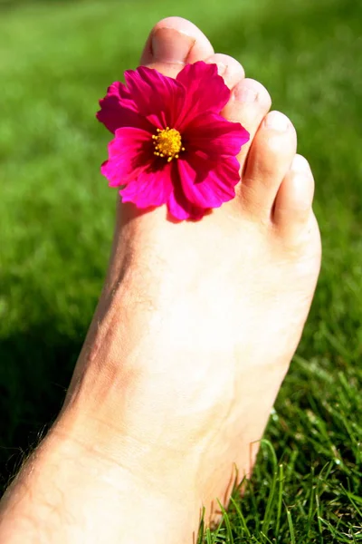 Die Hand Der Frau Hält Eine Blume Ihren Händen — Stockfoto