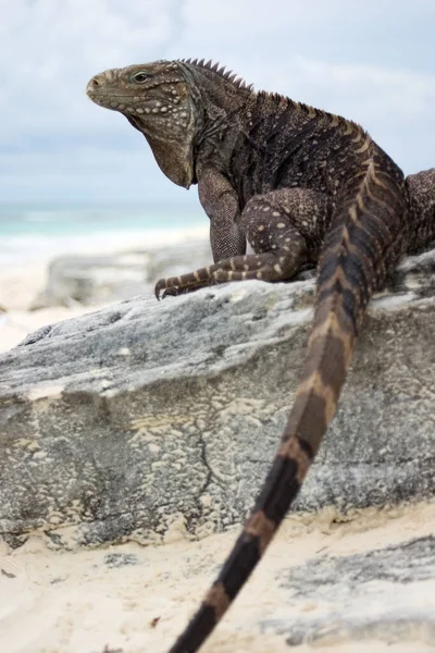 Iguana Silvestre Reptil — Foto de Stock