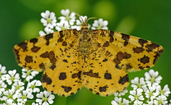 Panther Spanner Pseudopanthera Macularia Small Moth Yellow Orange Wings Brown — Stock Photo, Image