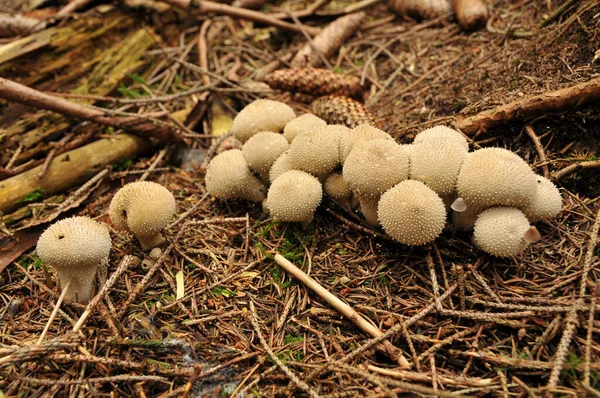 버섯들이 줄지어 — 스톡 사진