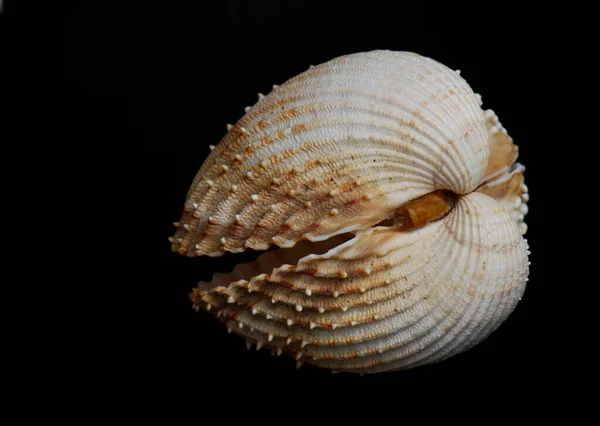 Sea Shell Black Background — Stock Photo, Image