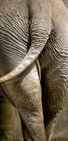 大象动物 非洲动物 — 图库照片