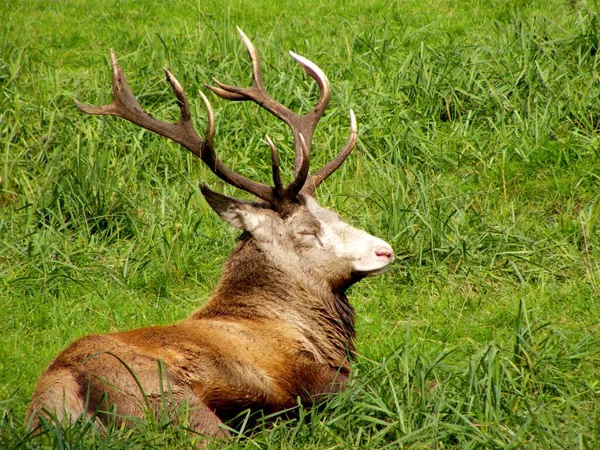 Ciervos Animales Naturaleza Fauna — Foto de Stock