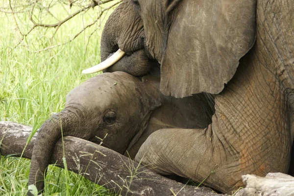 Мати Слона Дитиною — стокове фото