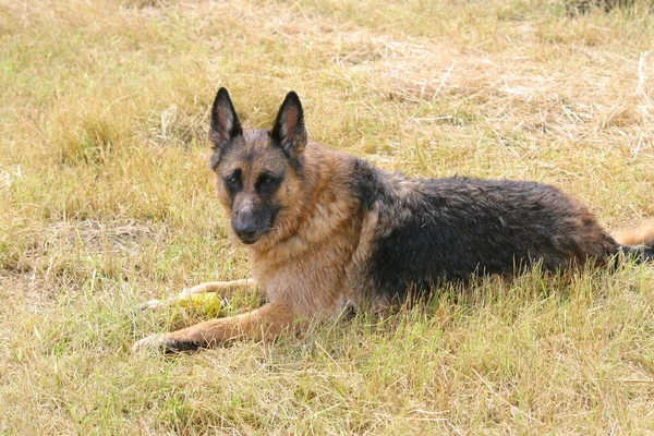 German Shepherd Dog Field — Stock Photo, Image