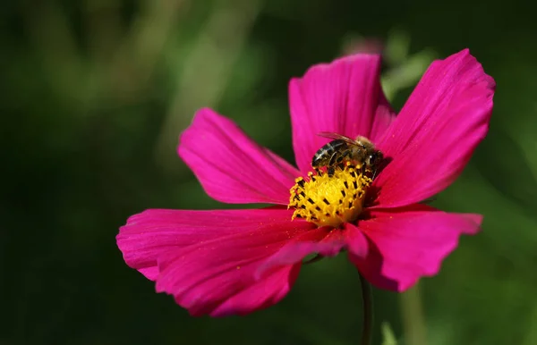 Different Flowers Selective Focus — Stock Photo, Image