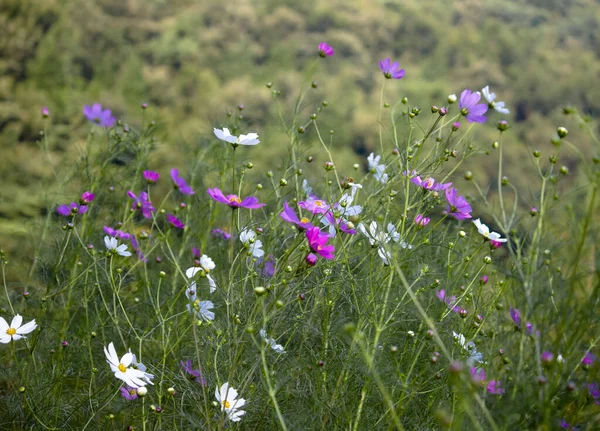 Meadow Flowers Field Flora Grass — Stock Photo, Image