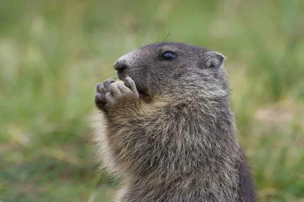Close Cute Marmot Grass — Stock Photo, Image