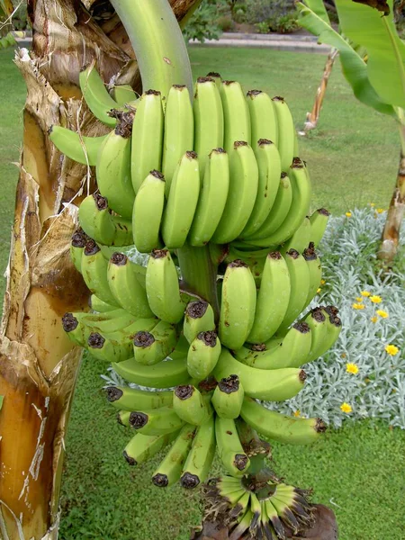 Bananenbaum Mit Bananen — Stockfoto
