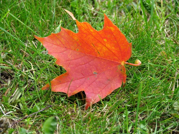 Blad Van Esdoorn Herfst — Stockfoto