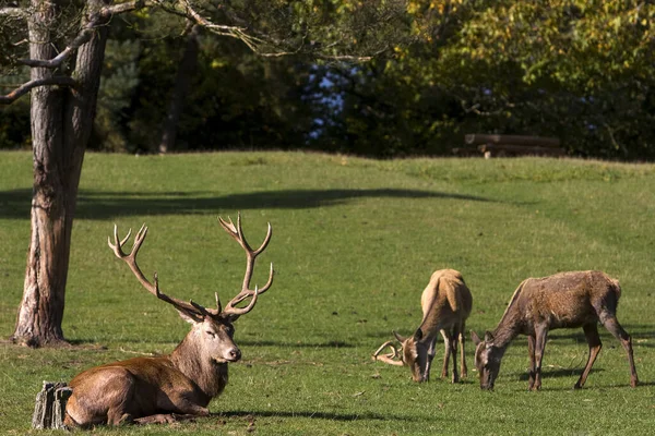 Gran Grupo Ciervos Rojos Bosque — Foto de Stock