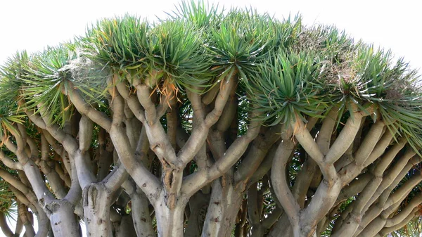 ドラゴンの木自然植物 — ストック写真