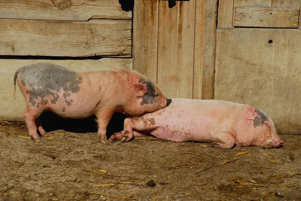 Porco Fazenda — Fotografia de Stock