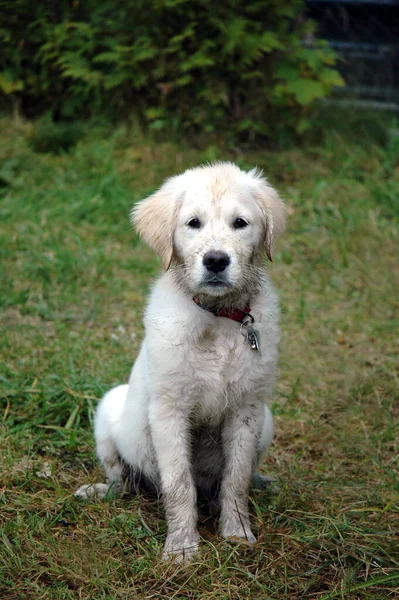犬の品種ゴールデンレトリバー — ストック写真