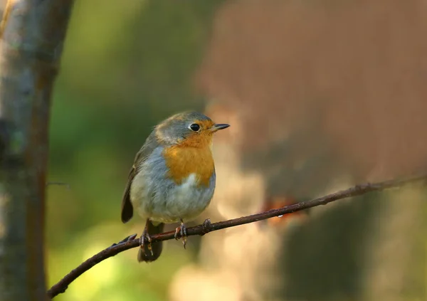 Scenic View Beautiful Bird Nature — Stock Photo, Image