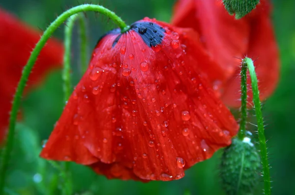 Field Flora Poppy Glower Botany Concept — Stock Photo, Image