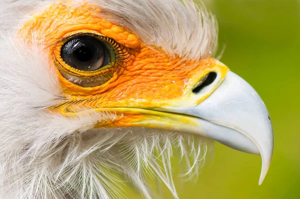 Tajemník Sagittarius Serpentarius Jediným Druhem Jeho Rodiny — Stock fotografie