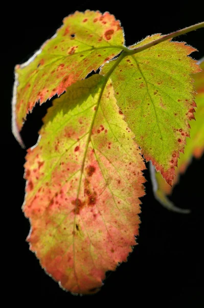 Beau Feuillage Automne Forêt — Photo