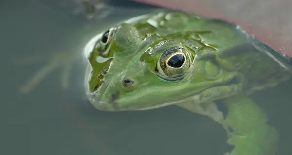 Amphibientier Naturfrosch — Stockfoto