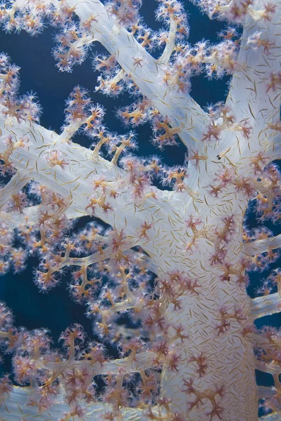 Lágy Korallok Mély Tengervízben — Stock Fotó