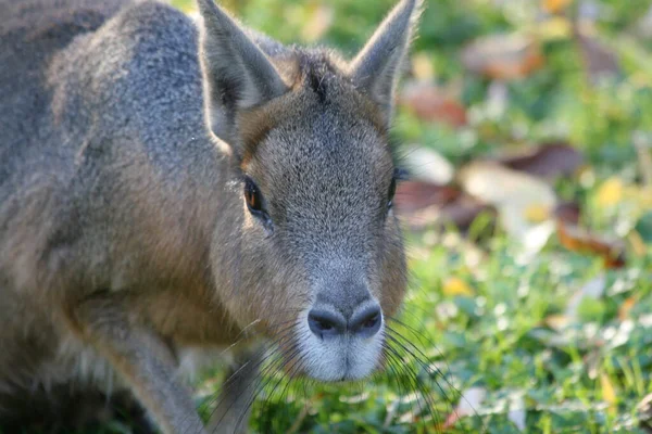 Kangaroo Animal Animal Australiano — Fotografia de Stock