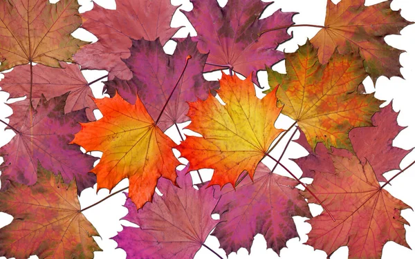 Autumn Foliage Fall Season Leaves — Stock Photo, Image